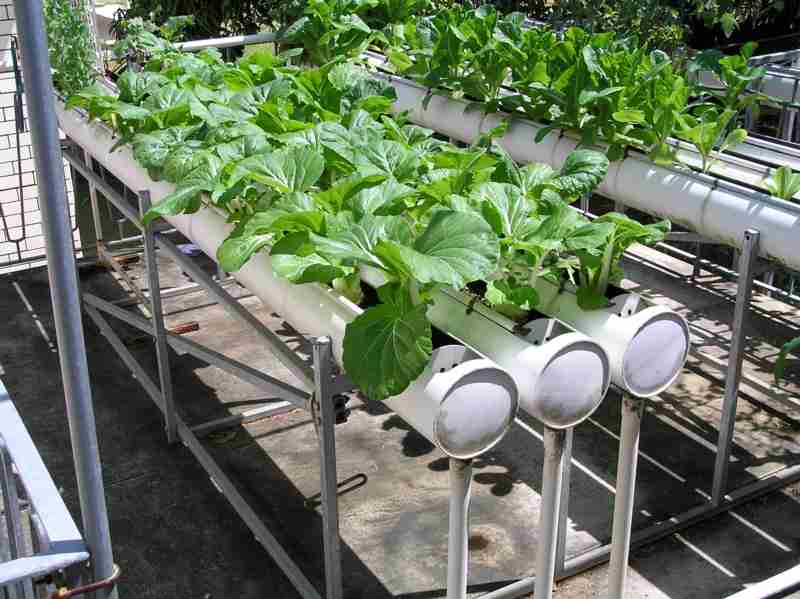 hydroponic gardening discussion board